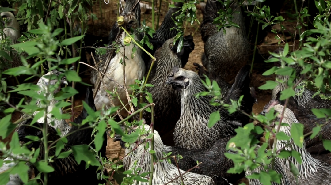 1760663421062087264.png 1760663421062087264.png