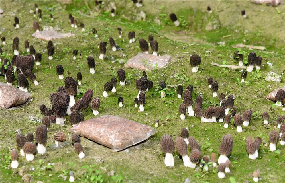 1760663502102056996.jpeg 1760663502102056996.jpeg