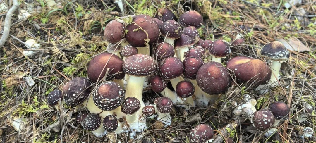 1760663525045033286.jpeg 1760663525045033286.jpeg