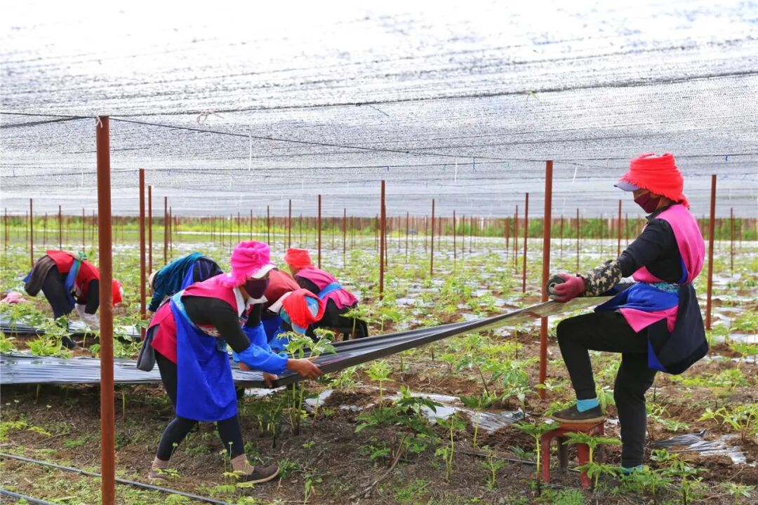 1766480594240093028.jpeg 1766480594240093028.jpeg