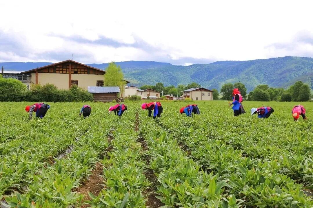 1766480606166073411.jpeg 1766480606166073411.jpeg