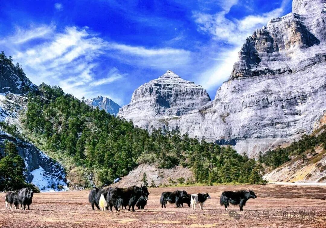 1767600529336011304.jpeg 1767600529336011304.jpeg