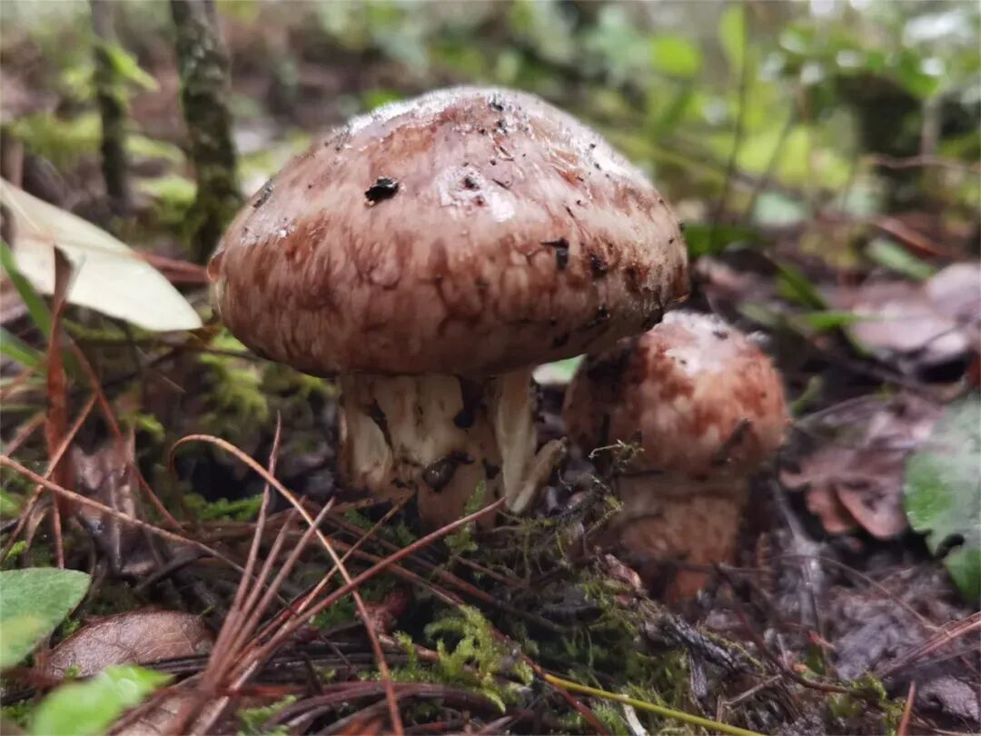 1767927308813010571.jpeg 1767927308813010571.jpeg