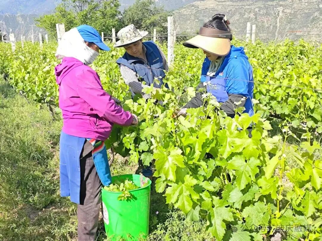 1775546719894045431.jpeg 12.jpeg